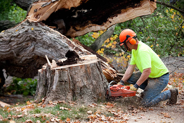 How Our Tree Care Process Works  in  Surfside, FL
